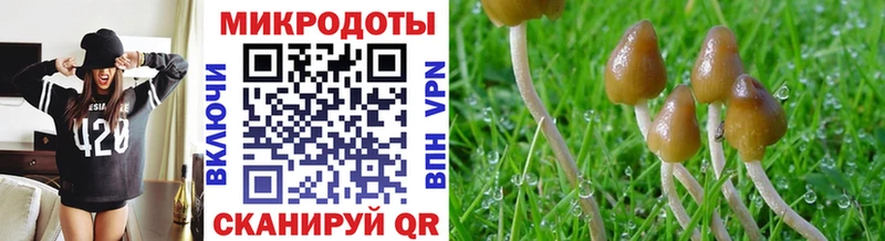 Псилоцибиновые грибы Psilocybe  Купить где  Приозерск 